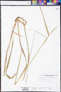 Panicum hemitomon image