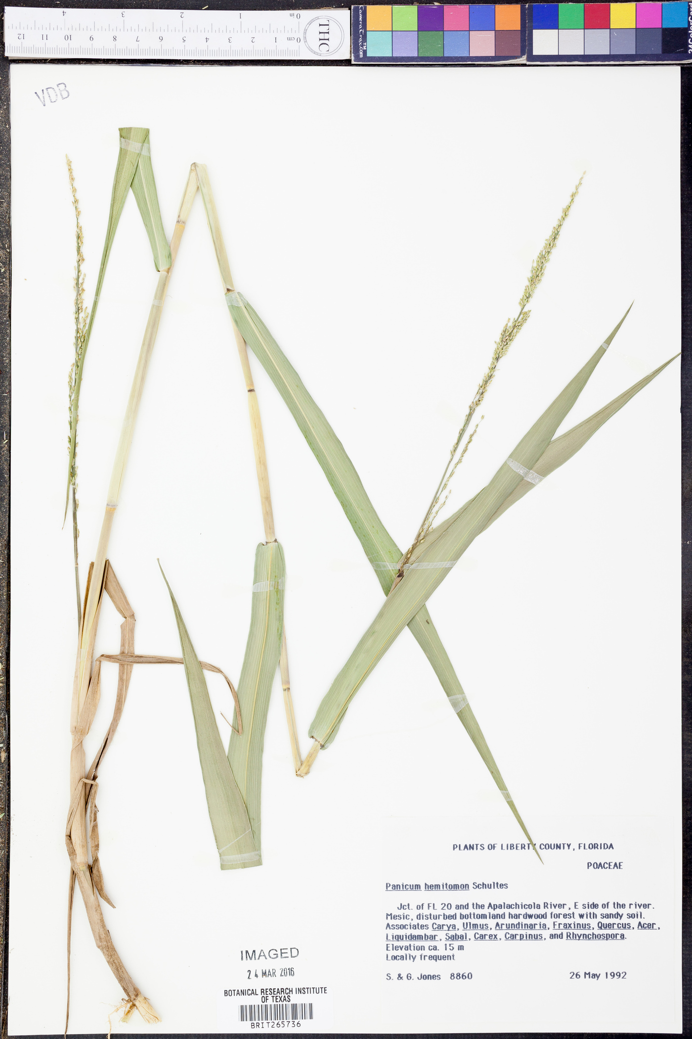 Panicum hemitomon image