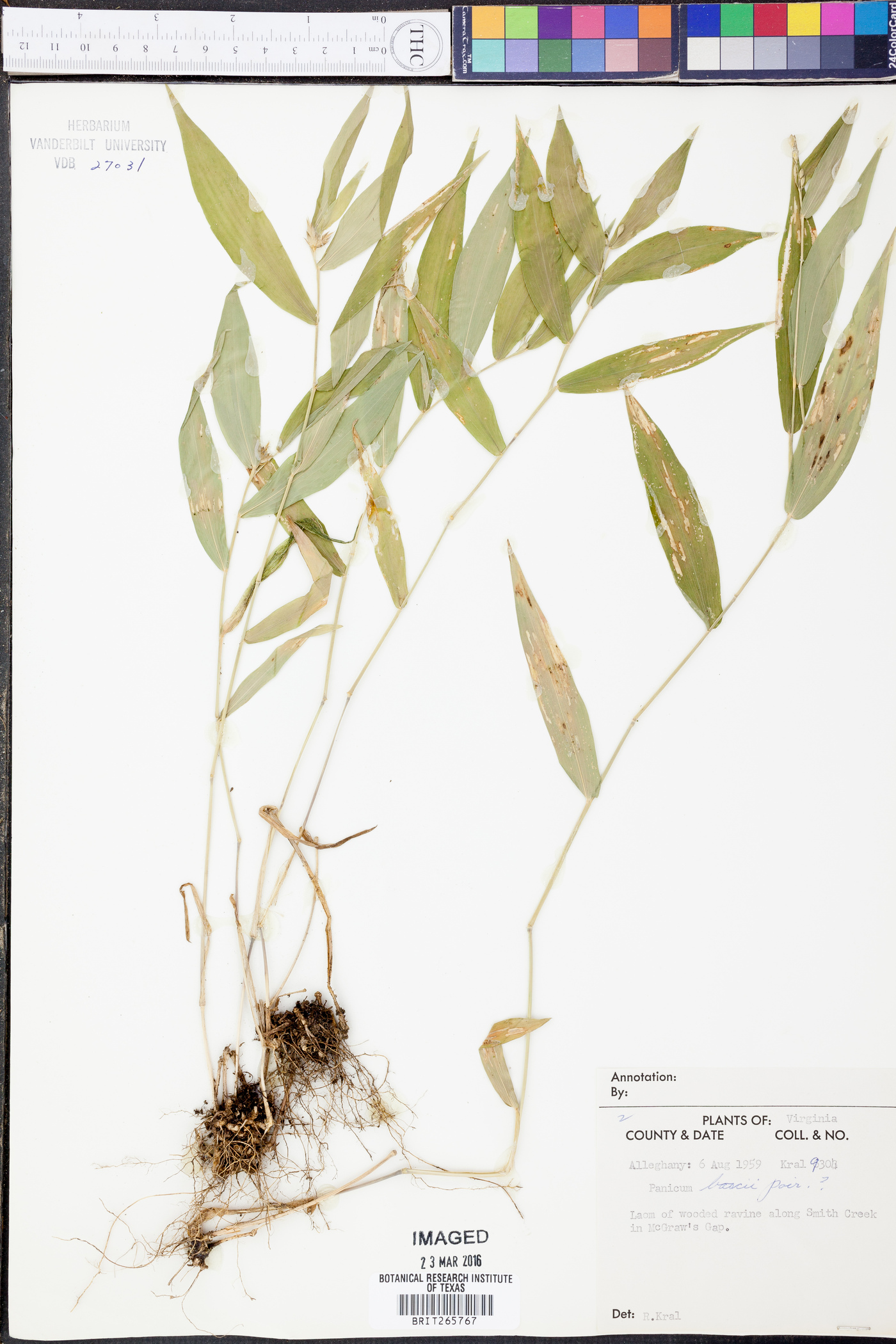 Panicum boscii image