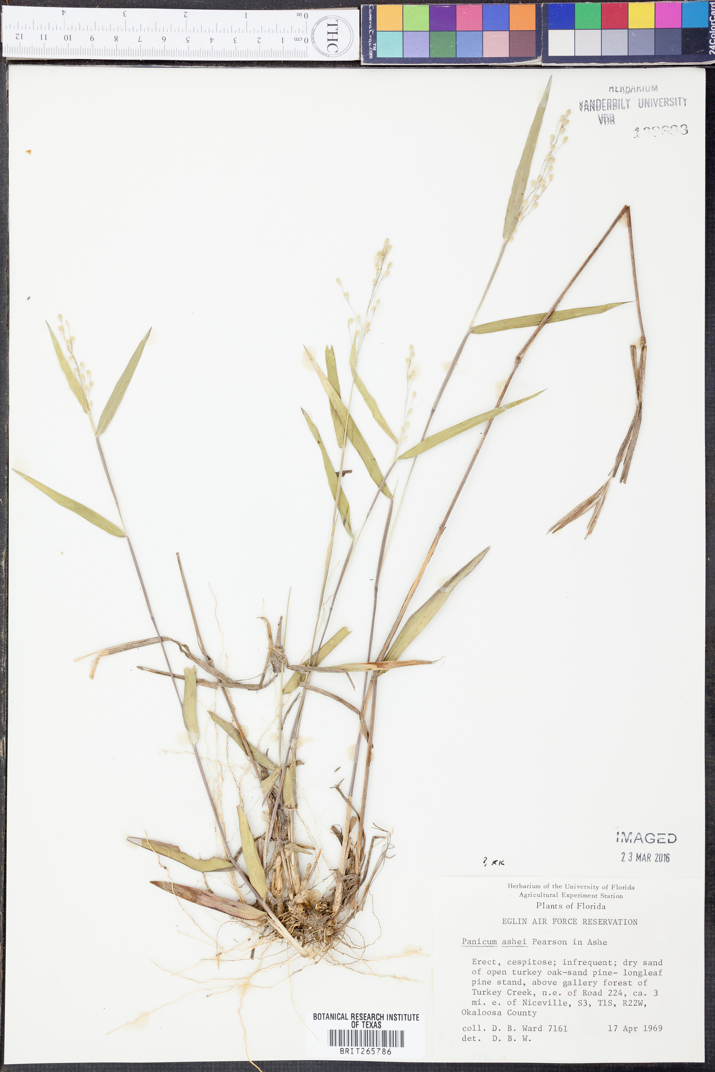 Panicum ashei image