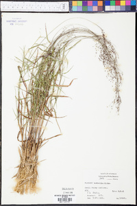 Panicum barbatulum image