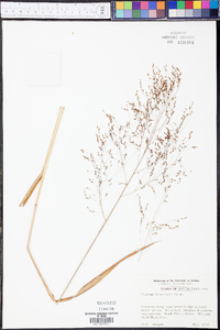 Panicum barbatulum image