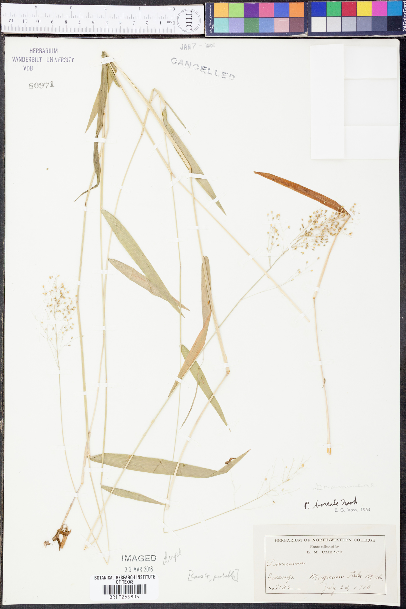 Panicum boreale image