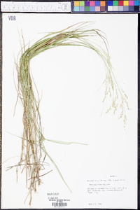 Panicum hians image