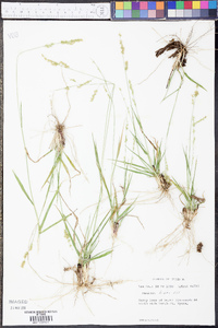 Panicum hians image