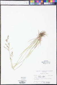 Panicum hians image