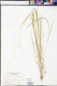 Panicum hians image