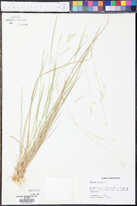 Panicum hians image