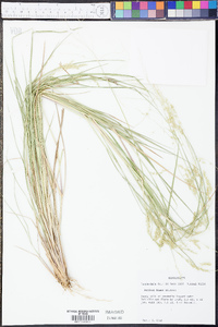 Panicum hians image