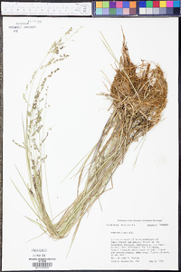 Panicum hians image