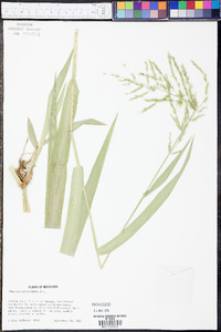 Panicum gymnocarpon image