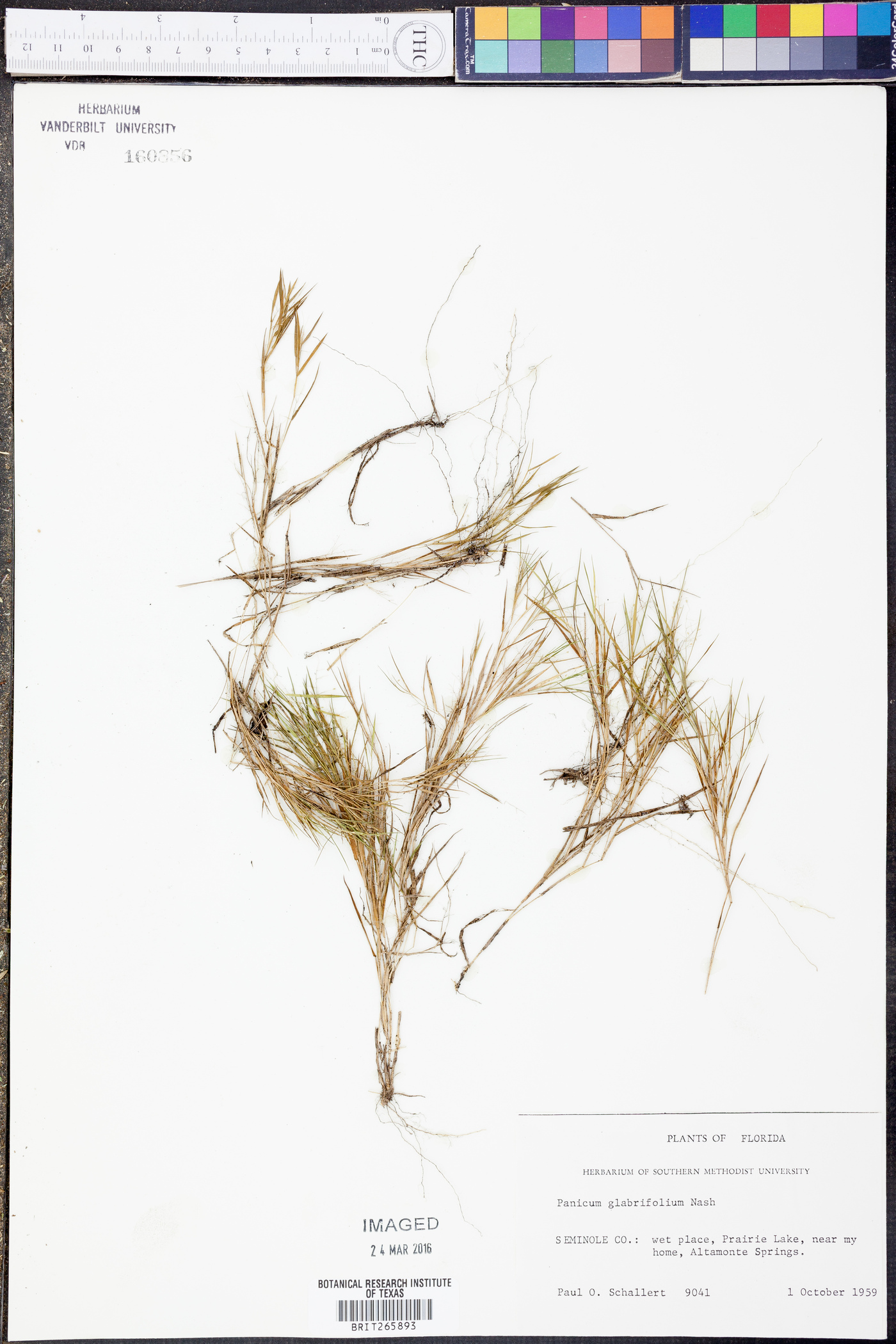 Panicum glabrifolium image