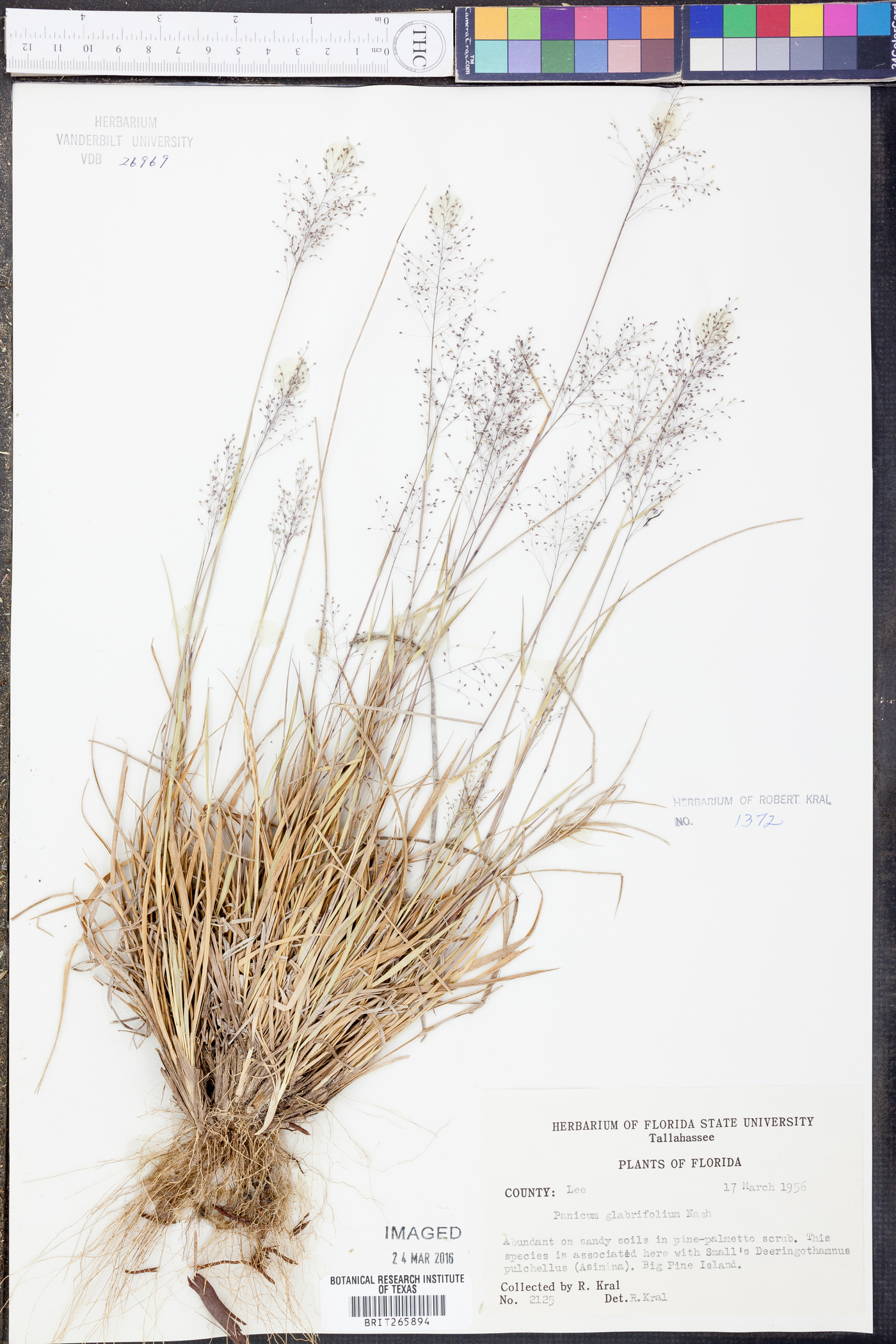 Panicum glabrifolium image