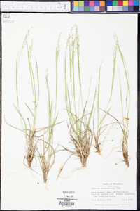 Panicum depauperatum image