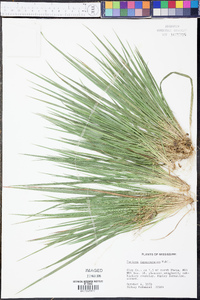 Panicum depauperatum image