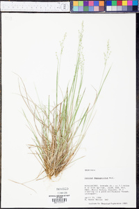 Panicum depauperatum image