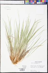 Panicum depauperatum image