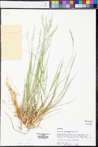 Panicum depauperatum image