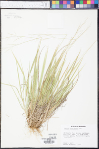 Panicum depauperatum image