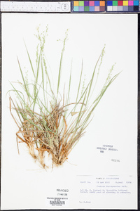 Panicum depauperatum image