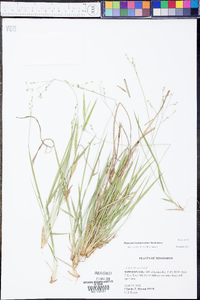 Panicum depauperatum image