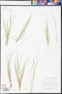 Panicum depauperatum image