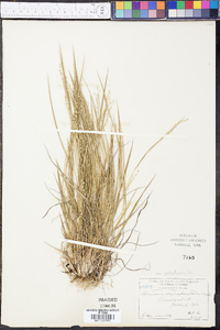 Panicum depauperatum var. psilophyllum image