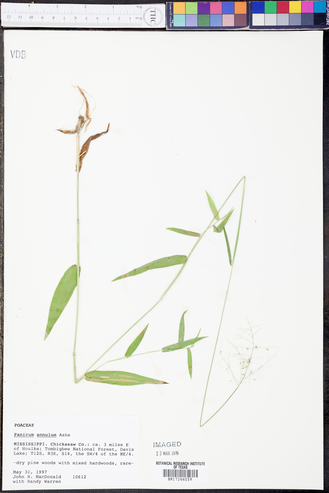 Panicum annulum image