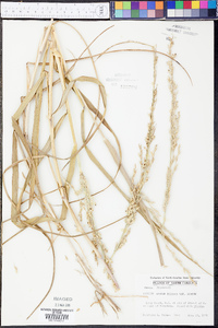 Panicum amarum image