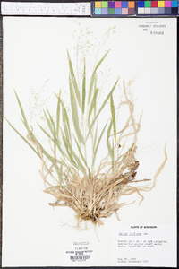 Panicum laxiflorum image