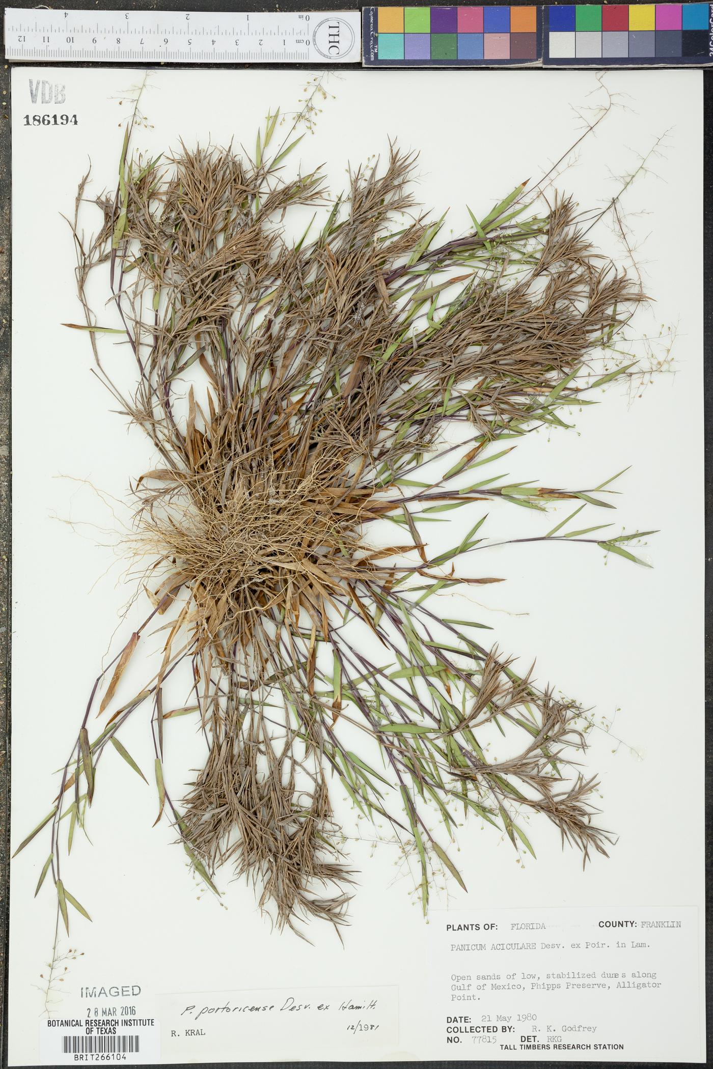 Dichanthelium portoricense image