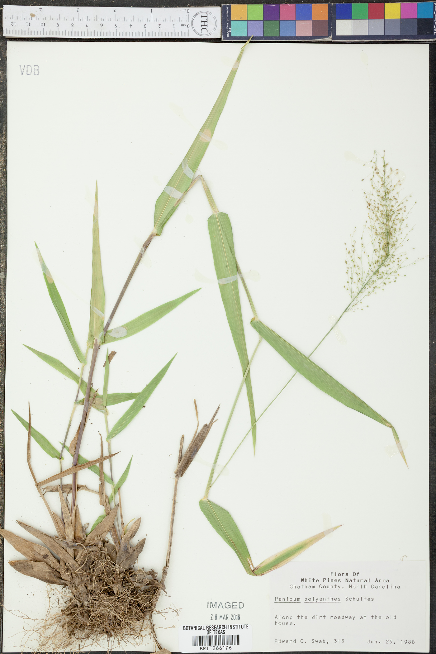 Panicum polyanthes image