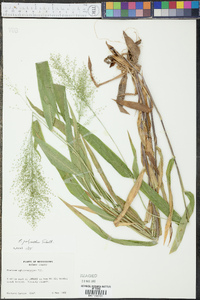 Panicum polyanthes image