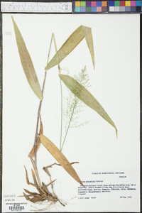 Panicum polyanthes image