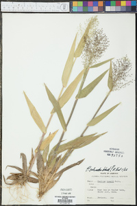 Panicum polyanthes image