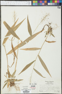 Panicum polyanthes image