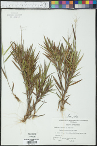 Panicum patentifolium image