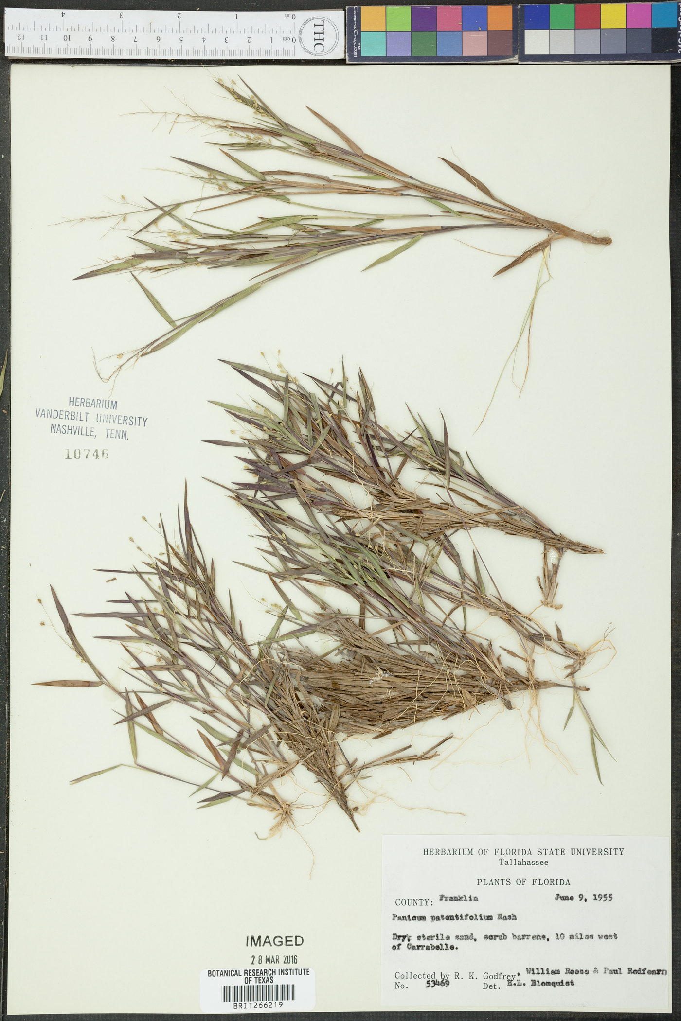 Panicum patentifolium image