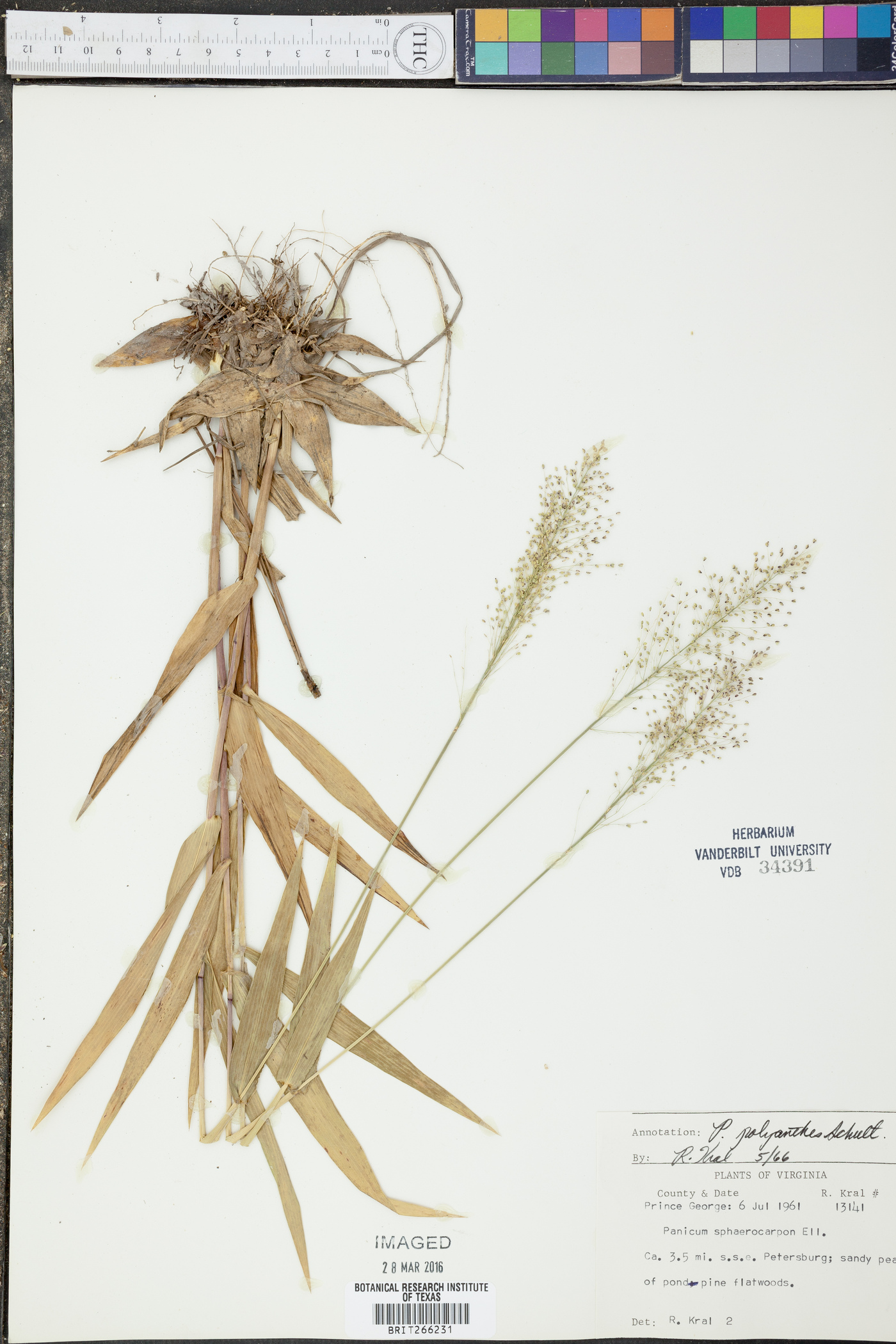 Panicum polyanthes image