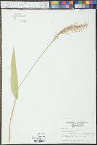 Panicum polyanthes image