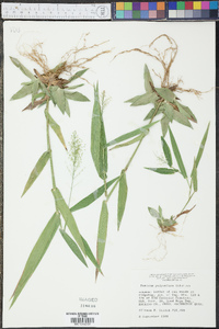 Panicum polyanthes image