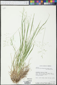 Panicum philadelphicum image