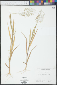 Panicum philadelphicum image