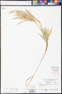 Panicum oligosanthes image