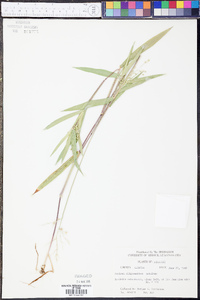 Dichanthelium oligosanthes image