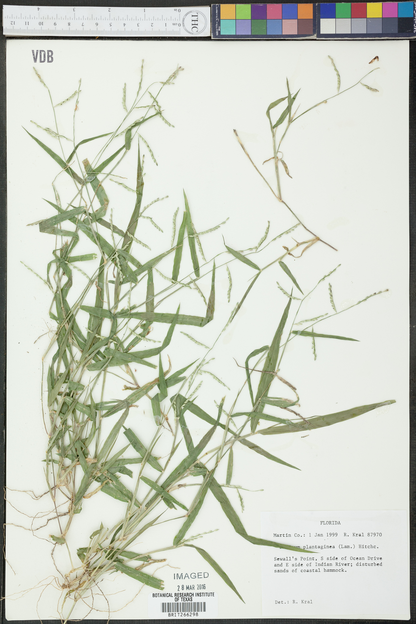 Paspalum corcovadense image