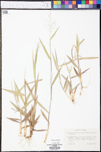 Panicum oligosanthes image
