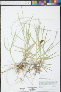 Panicum repens image