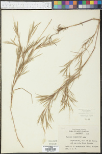 Panicum roanokense image