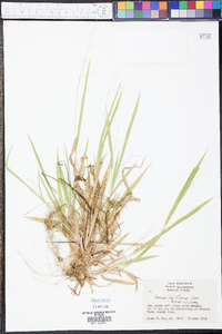 Panicum laxiflorum image